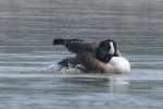 Canada Goose Bathing