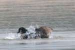Canada Goose Bathing