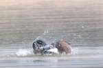 Canada Goose Bathing