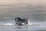 Canada Goose Bathing