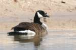 Canada Goose Bathing
