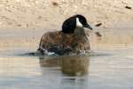 Canada Goose Bathing