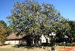 First Baptist Church - Florien