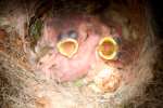 Titmouse Nest