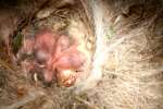 Titmouse Nest