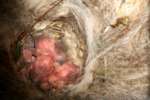 Titmouse Nest