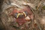 Titmouse Nest
