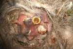 Titmouse Nest