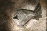 Titmouse Nest