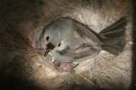 Titmouse Nest