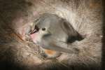 Titmouse Nest