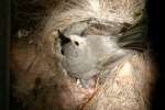 Titmouse Nest