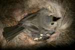 Titmouse Nest