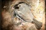 Titmouse Nest