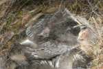 Titmouse Nest