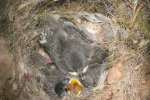Titmouse Nest