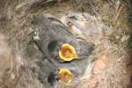 Titmouse Nest
