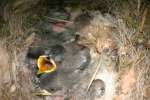 Titmouse Nest