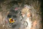 Titmouse Nest