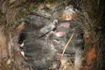 Titmouse Nest