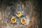 Titmouse Nest