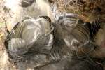 Titmouse Nest