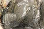 Titmouse Nest