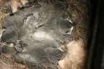 Titmouse Nest