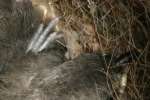 Titmouse Nest