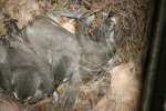 Titmouse Nest