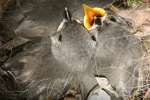 Titmouse Nest