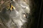 Titmouse Nest