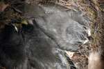 Titmouse Nest
