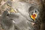 Titmouse Nest