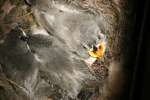 Titmouse Nest