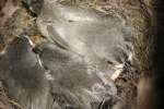 Titmouse Nest
