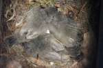 Titmouse Nest