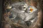 Titmouse Nest