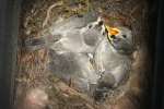 Titmouse Nest