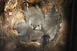 Titmouse Nest