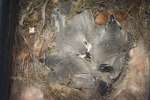 Titmouse Nest