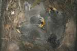 Titmouse Nest