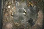 Titmouse Nest