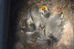 Titmouse Nest