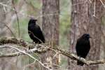 Fish Crow