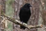 Fish Crow