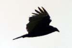 Fish Crow