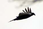 Fish Crow
