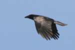 American Crow