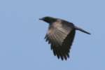 American Crow